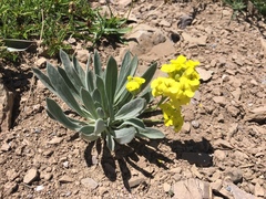 Sterigmostemum elichrysifolium