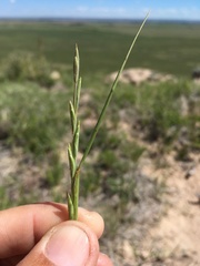 Elymus lanceolatus