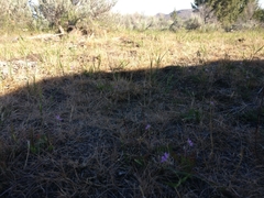 Erodium cicutarium cicutarium
