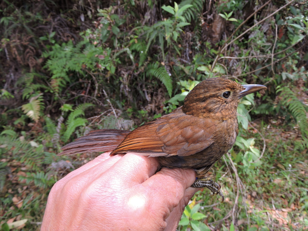 Uniform Treehunter photo