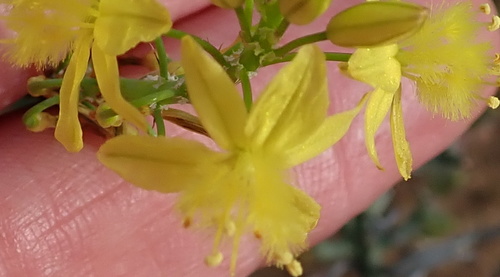 Bulbine frutescens