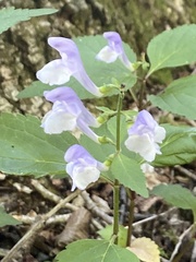 Scutellaria serrata