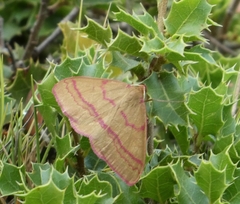 Rhodostrophia calabra