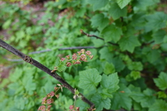 Ribes petraeum