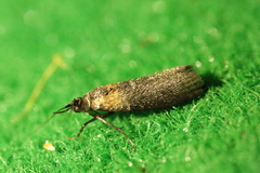 Sciota fumella