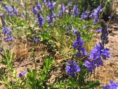 Veronica orientalis