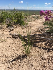 Elymus lanceolatus
