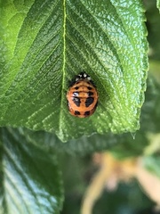 Harmonia axyridis