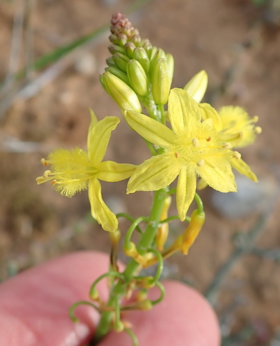 Bulbine frutescens