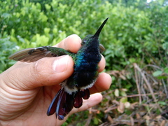 Anthracothorax prevostii