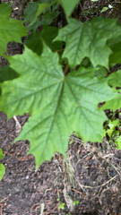 Acer platanoides