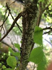 Eriococcus spurius