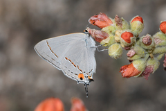 Strymon melinus franki