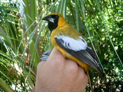 Icterus leucopteryx lawrencii