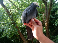 Patagioenas leucocephala