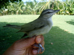 Vireo altiloquus
