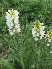 Pedicularis comosa