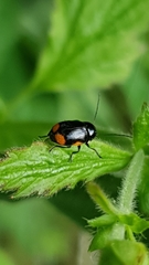 Cryptocephalus moraei