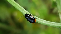 Cryptocephalus moraei