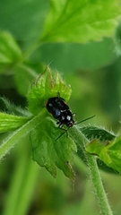 Cryptocephalus moraei