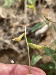 Cyphomeris gypsophiloides