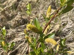 Salix pedicellaris