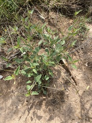 Cyphomeris gypsophiloides