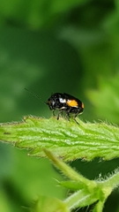 Cryptocephalus moraei