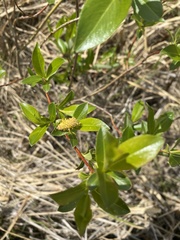Salix pedicellaris