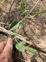 Cyphomeris gypsophiloides