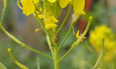 Eurystylus bellevoyei