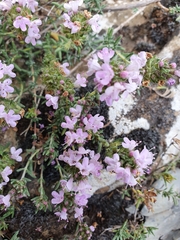 Thymus willdenowii