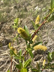 Salix pedicellaris