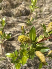 Salix pedicellaris