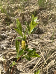 Salix pedicellaris