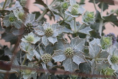Eryngium maritimum