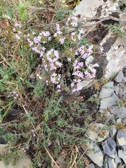 Thymus willdenowii