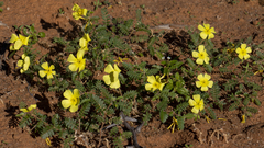 Tribulus zeyheri