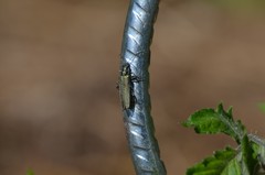 Oedemera nobilis