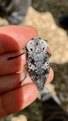 Capnodis miliaris