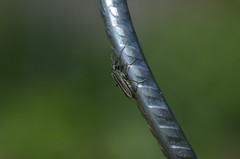 Oedemera nobilis