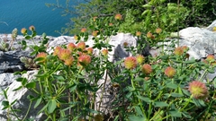 Euphorbia fragifera