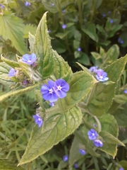 Pentaglottis sempervirens