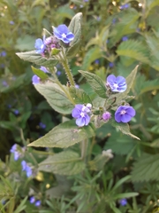 Pentaglottis sempervirens
