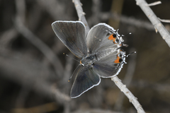 Strymon melinus franki