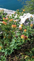 Euphorbia fragifera