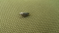 Prairiana