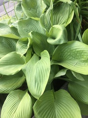 Hosta
