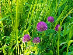 Trifolium pratense