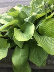 Hosta